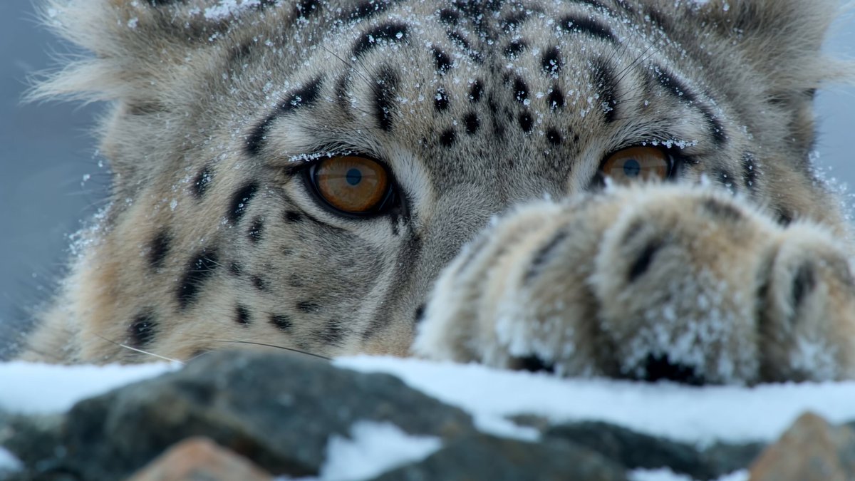 Snow Leopard Highland Hunting Documentary